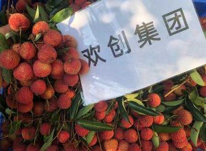 夏日好“枝”味，安博(中国)官方网站安博手机版登录入口发福“荔”啦